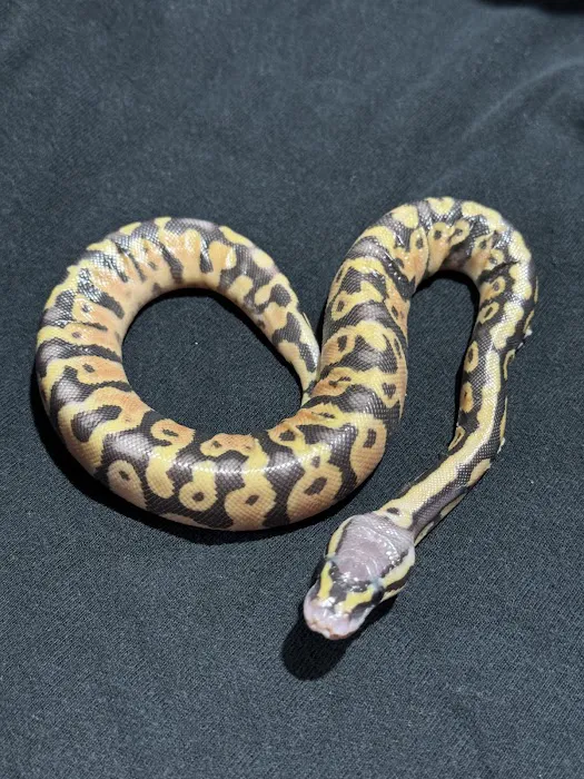 Anvil Exotics Picture 7
