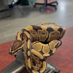 Anvil Exotics