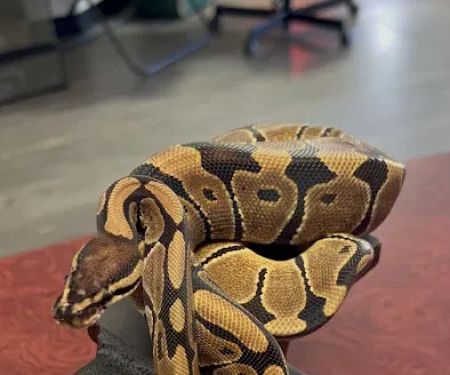 Anvil Exotics