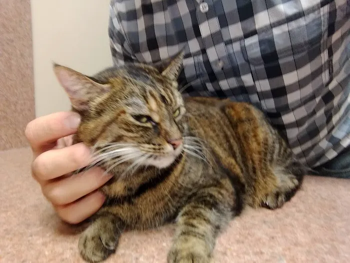 Companion Care Animal Hospital Picture 3