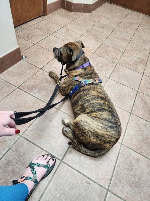 Companion Care Animal Hospital Picture 7