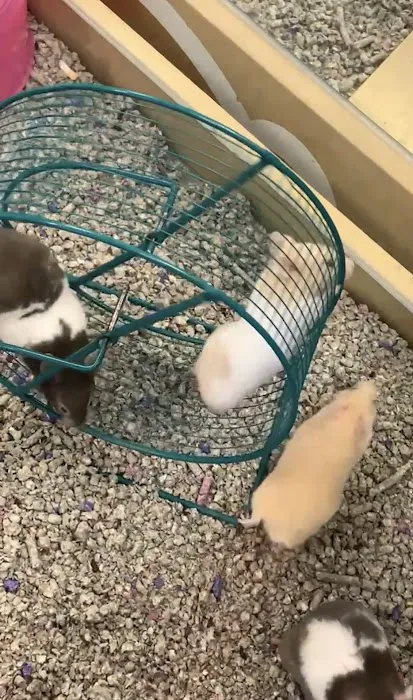 Petland Fairfield Picture 4
