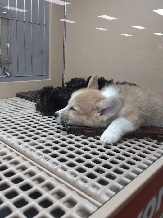 Petland Fairfield Picture 6