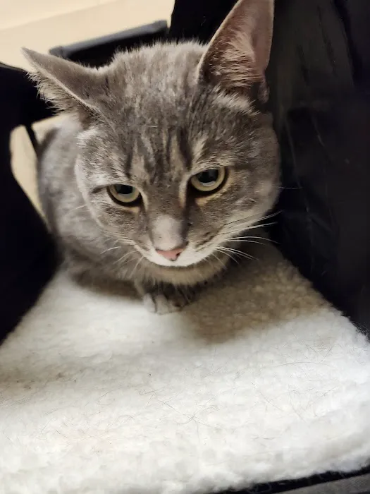 Animal Care Center of Fairfield Picture 4