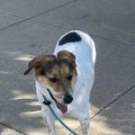 Animal Care Center of Fairfield