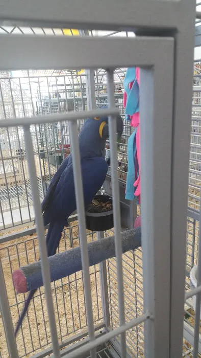 The Bird Shoppe Picture 7