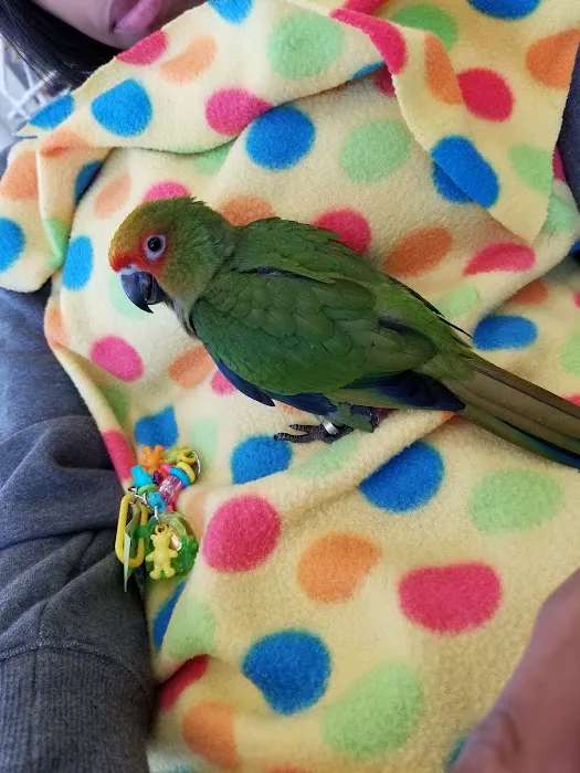The Bird Shoppe Picture 3