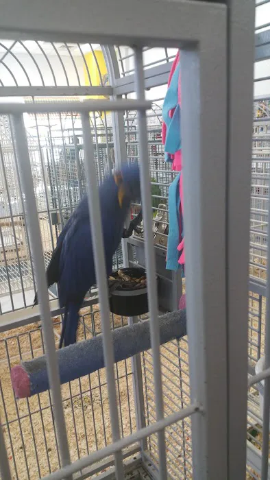 The Bird Shoppe Picture 8