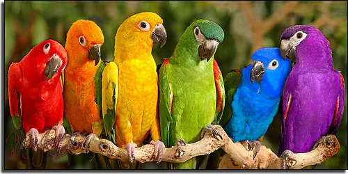 The Bird Shoppe Picture 9