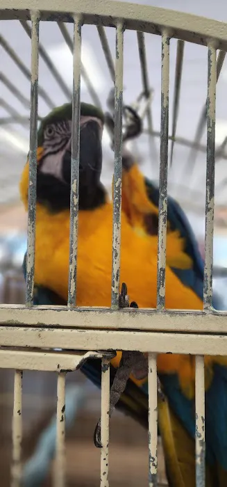 The Bird Shoppe Picture 2