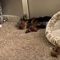 Mt Pleasant Animal Hospital ico