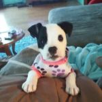 Winchester Veterinary Clinic