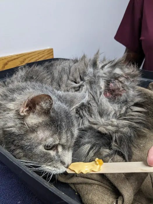 Freeland Animal Hospital Picture 3