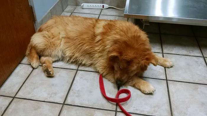 Freeland Animal Hospital Picture 4