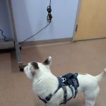 Ft. Harrison Veterinarians