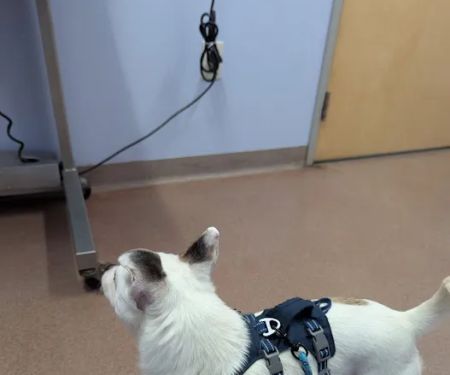Ft. Harrison Veterinarians