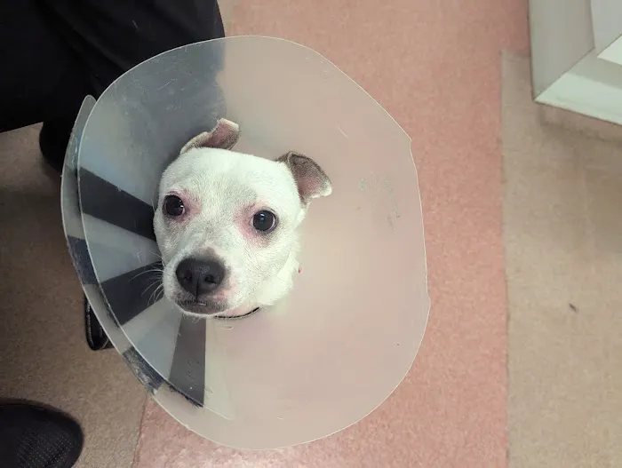 Ft. Harrison Veterinarians Picture 6