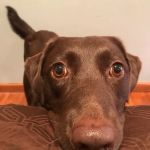 Cor-Vet Veterinary Clinic Fortville