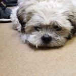 McCordsville Veterinary Hospital