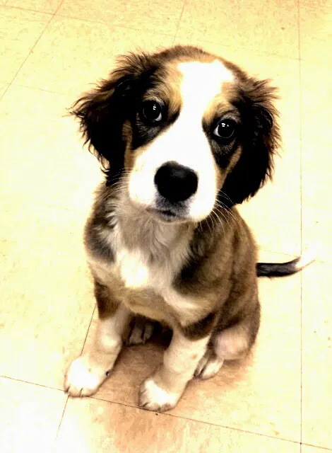 Fall Creek Veterinary Medical Center Picture 1