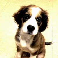Fall Creek Veterinary Medical Center ico