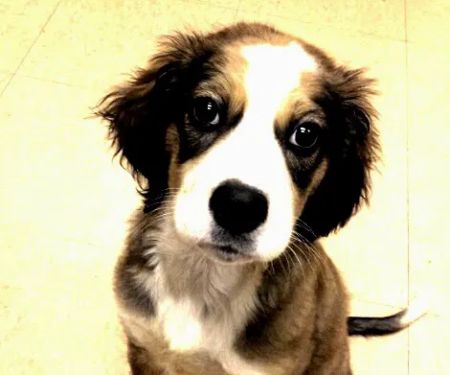 Fall Creek Veterinary Medical Center