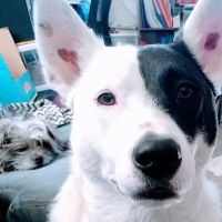 Green Lawn Animal Clinic ico