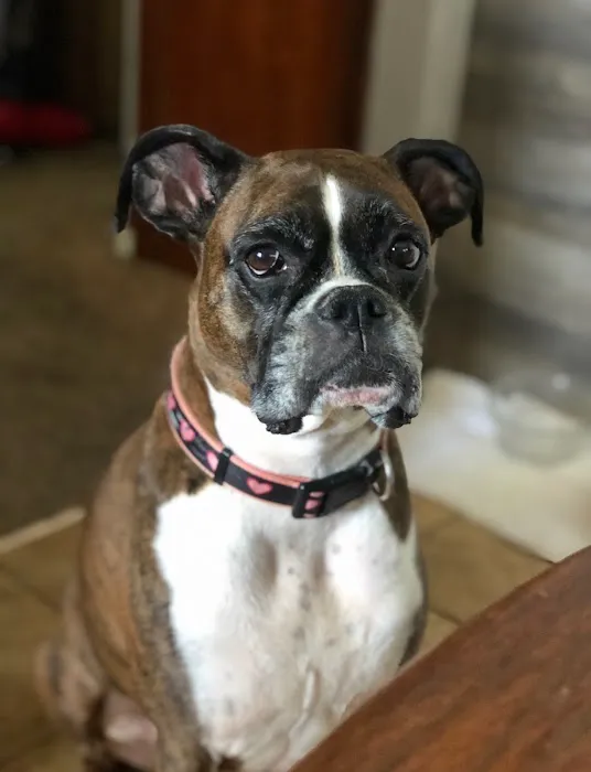 Parker Veterinary Service Picture 9