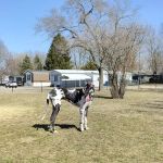 Riverview Animal Hospital