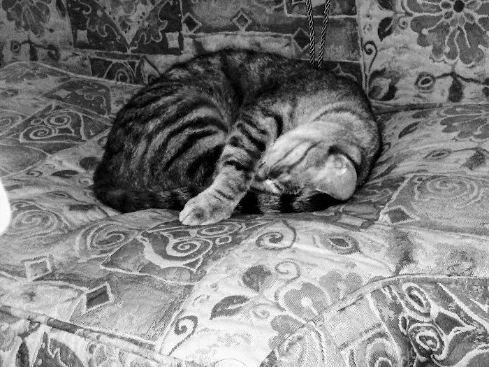 Germantown Animal Health Center Picture 6