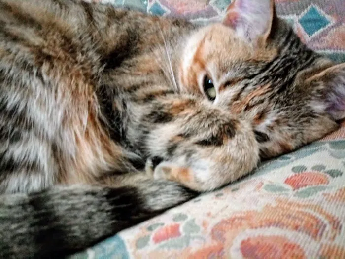 Germantown Animal Health Center Picture 8