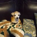 Germantown Animal Health Center