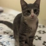 Gem City Vet