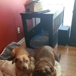 Great Miami Veterinary Care (prev AMC Miamisburg)