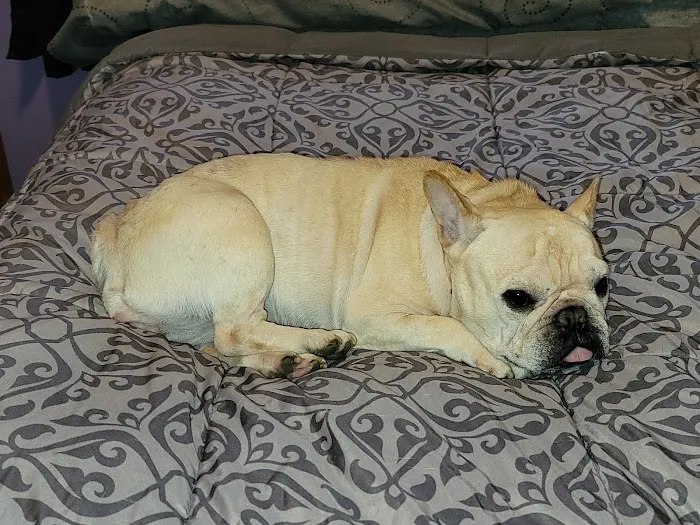 Great Miami Veterinary Care (prev AMC Miamisburg) Picture 3