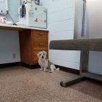 Westview Animal Clinic