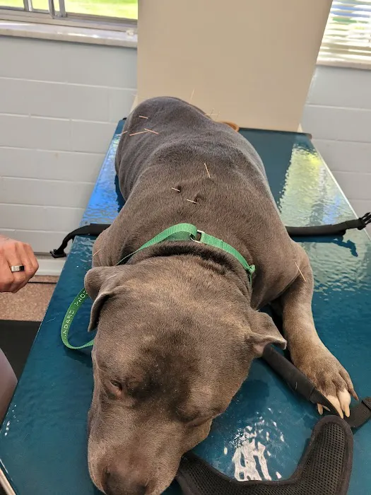 Westview Animal Clinic Picture 5