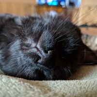 Country Critters Veterinary Hospital ico