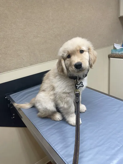 Country Critters Veterinary Hospital Picture 6