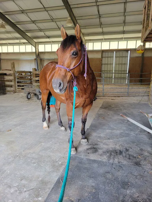 King Veterinary Services Picture 10