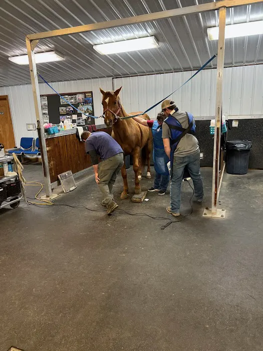 King Veterinary Services Picture 3