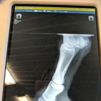 King Veterinary Services ico