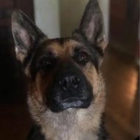 Animal Medical Center ico