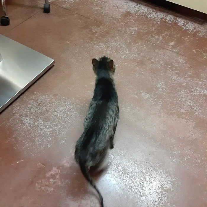Animal Medical Center Picture 3