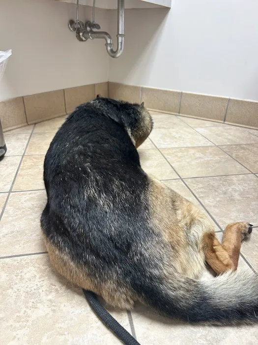 Animal Medical Center Picture 4