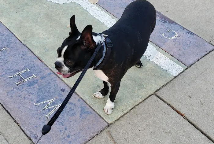 Animal Medical Center Picture 9