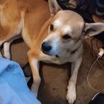 TLC Pet Care Centers