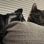 Maplewood Animal Hospital