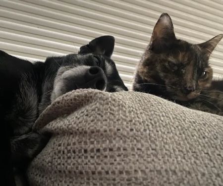 Maplewood Animal Hospital