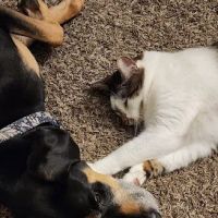 Animal Care Center of Forest Park ico